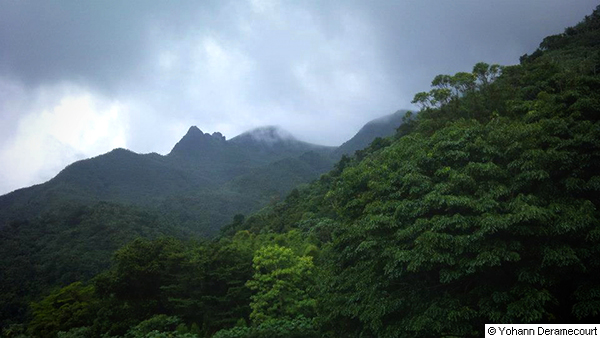 el_yunque_forest